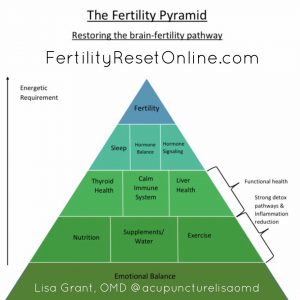 Fertility Pyramid